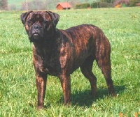 Muazanbluuza's Homogen | Bullmastiff 