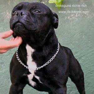 Crossguns Richie Rich | Staffordshire Bull Terrier 