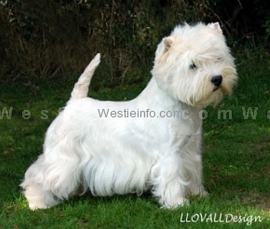 Karamynd Paws for Applausee | West Highland White Terrier 