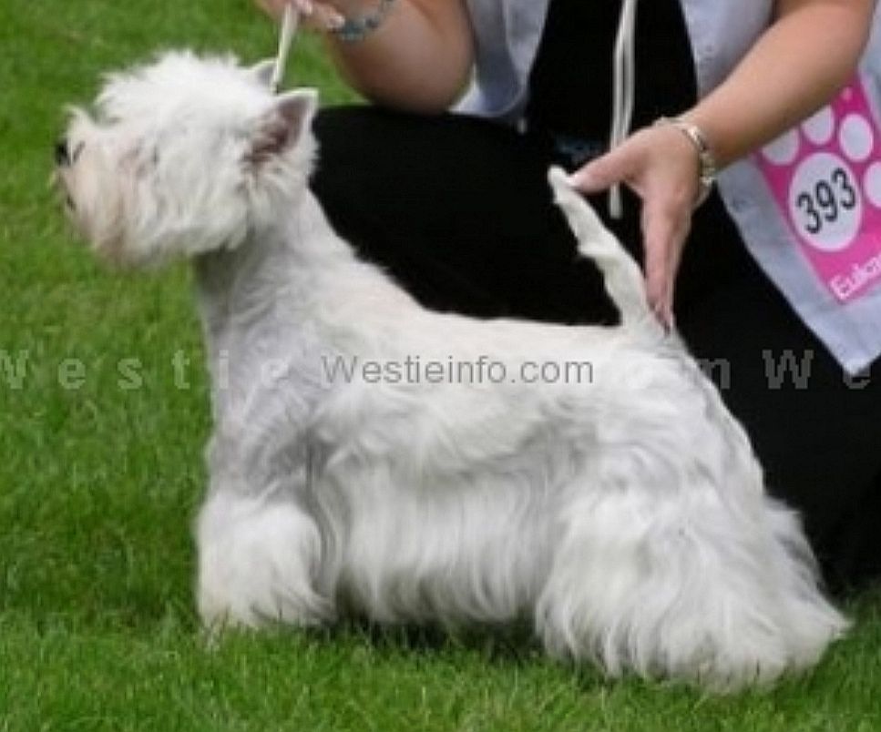 Unita Fanbellina | West Highland White Terrier 