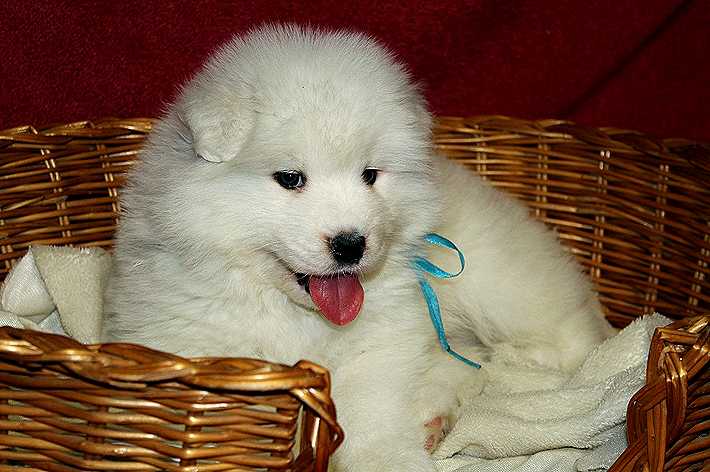 IZDOMASU Tsar Tsarevich | Samoyed 