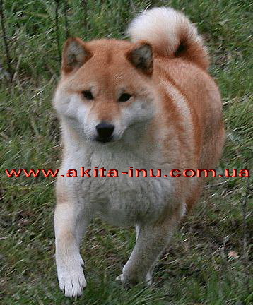 Jukai Go Shun'you Kensha | Shiba Inu 