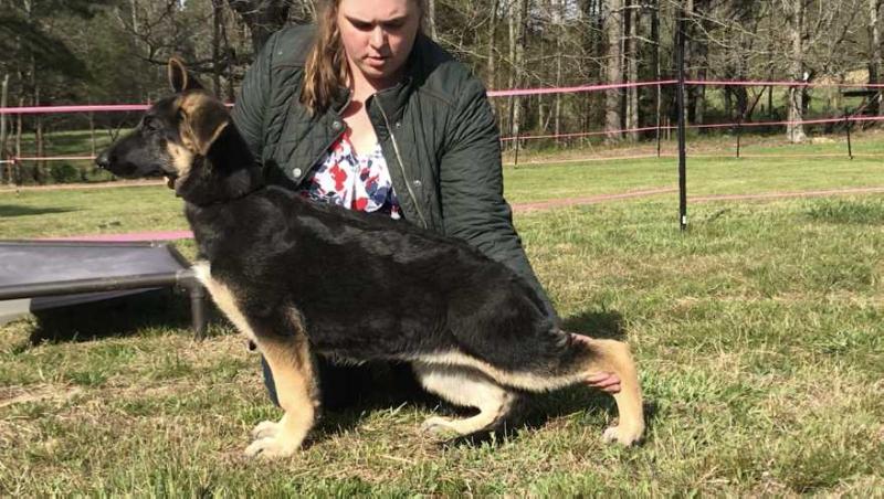 Breal-Jogra’s Wonder Woman V Fame | German Shepherd Dog 
