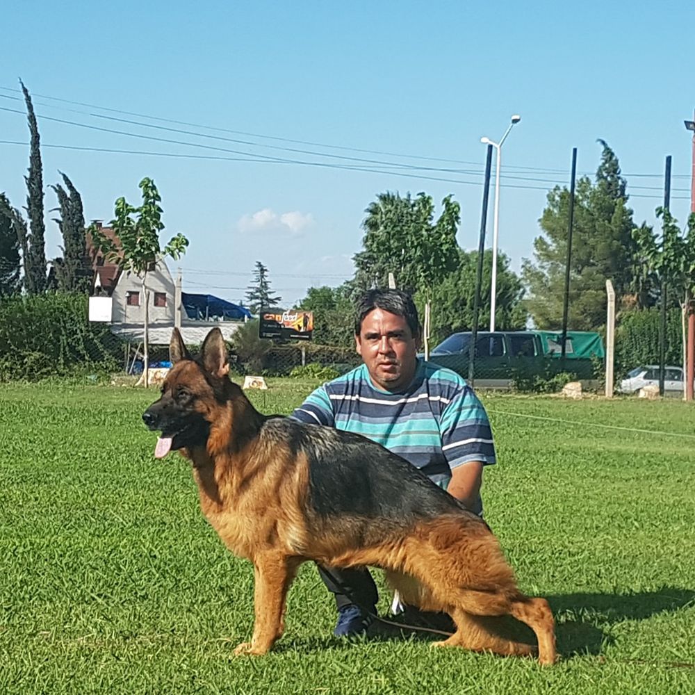 Mia de la Morena | German Shepherd Dog 