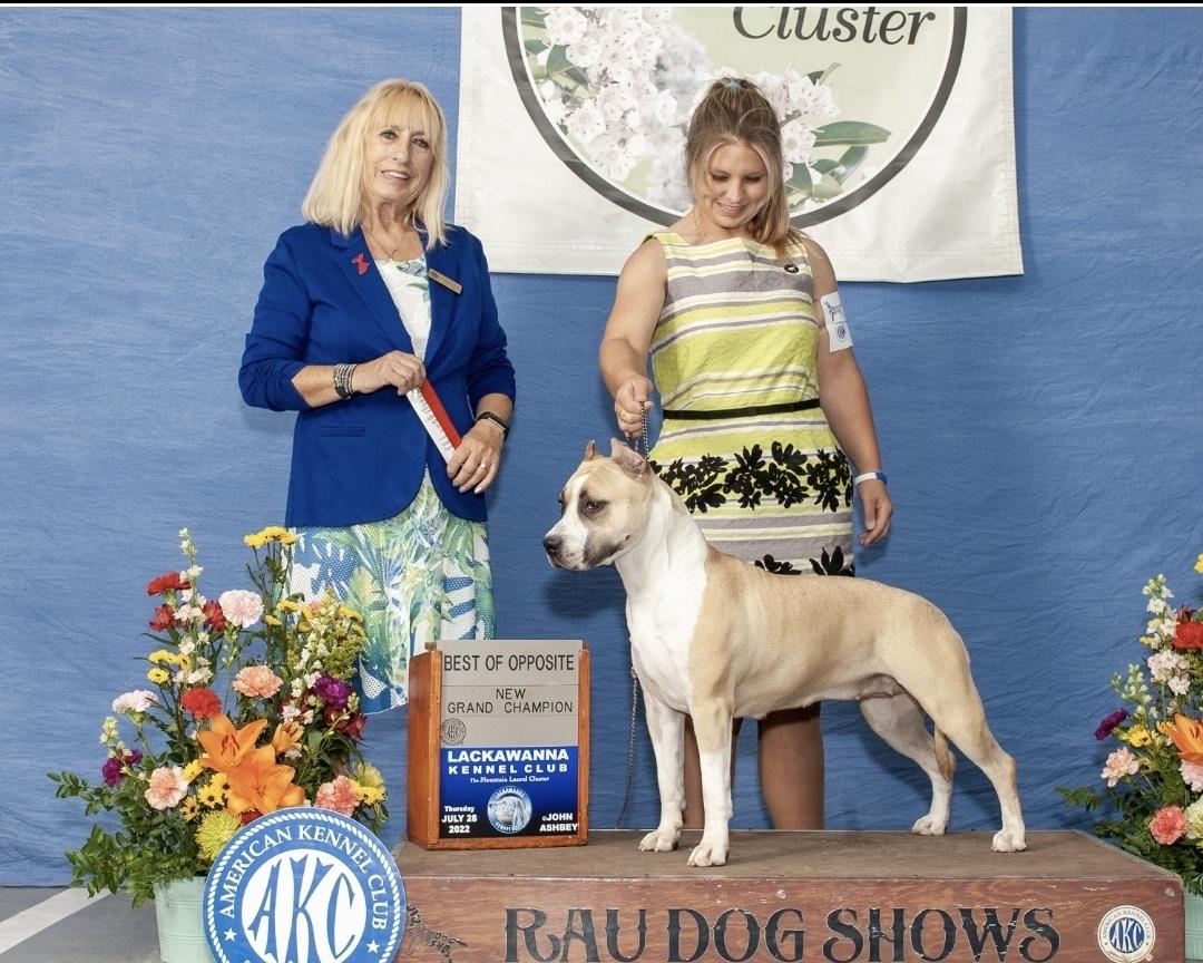 Absolute Dickies DePaco Campagnola Bella | American Staffordshire Terrier 