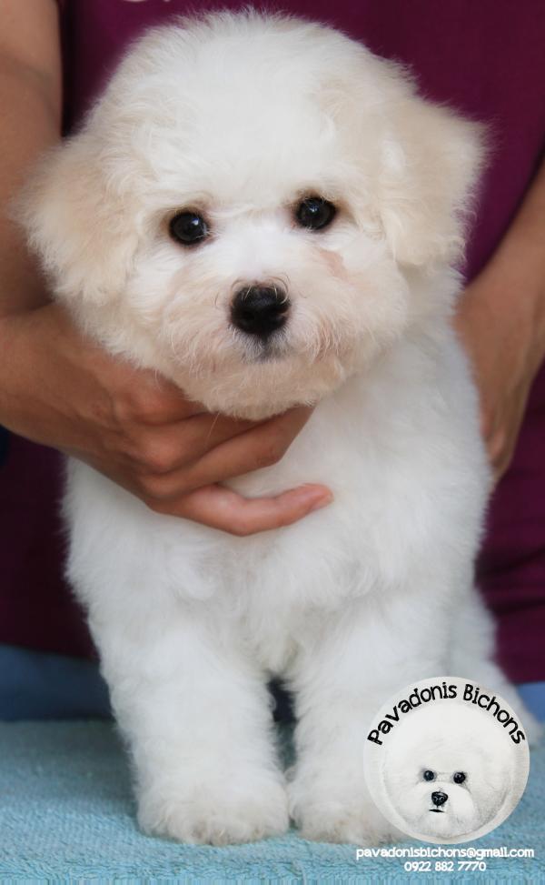 Pavadonis Demystified | Bichon Frise 