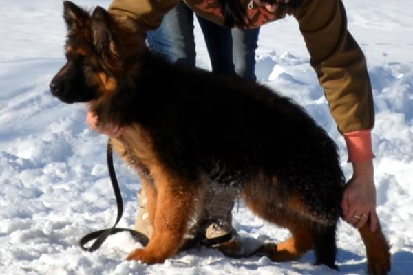 Rella Schreidon | German Shepherd Dog 