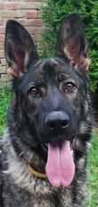 Holly Liquido | German Shepherd Dog 