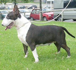 Picara Bull de Cabanas | Bull Terrier 