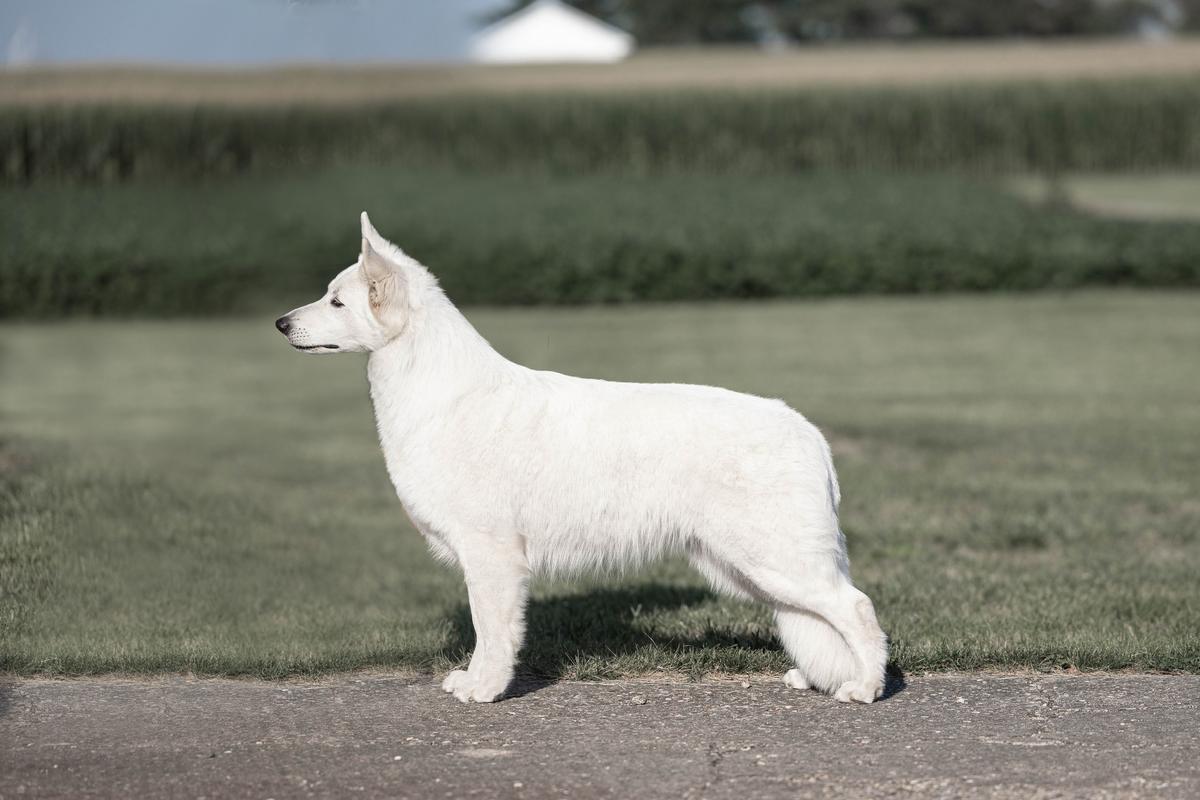 Flora perfectly splendid Lord of north | White Swiss Shepherd Dog 