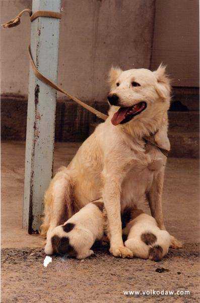 Kukla | Central Asian Shepherd Dog 