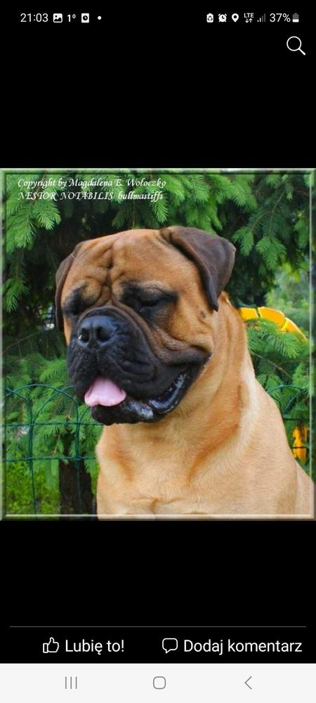 Ferdhu Typhoon | Bullmastiff 