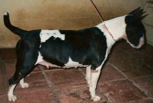 Ariela exotic bulls | Bull Terrier 