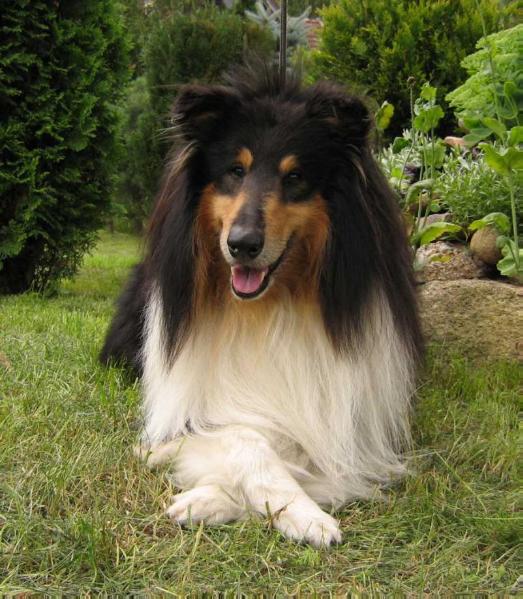 THINGOL Laurelin Valaquenta | Rough Collie 