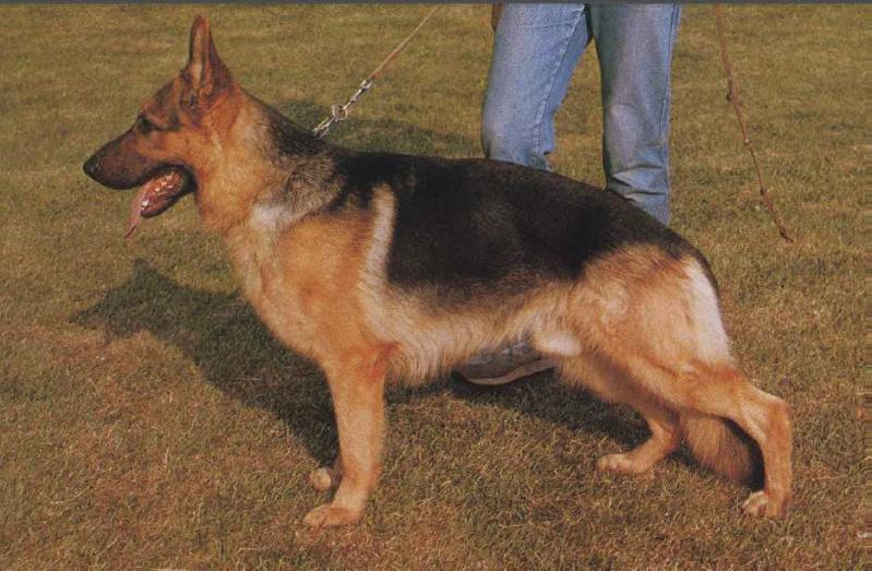 Alf vom Quengelbach | German Shepherd Dog 