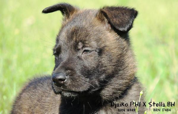 Apollo of Cavalier K9 | Dutch Shepherd 