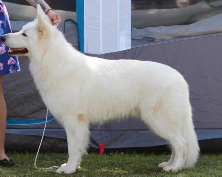 BJORN BAKO LORD OF NORTH | White Swiss Shepherd Dog 