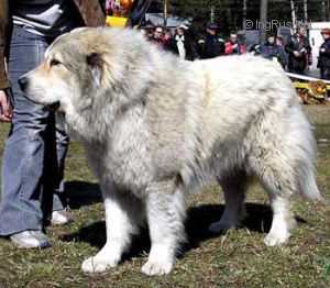 Hatshipsut Iz Stolitsi Sibiri (RUS) | Caucasian Mountain Dog 