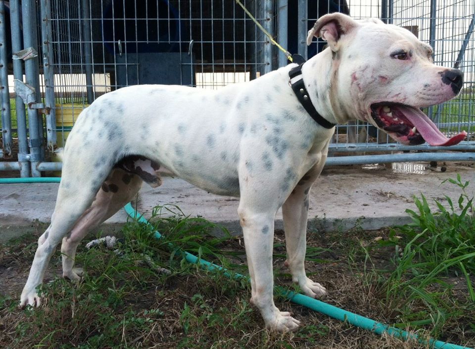 Swine Stopper's Canelo of American Legendz | American Bulldog 