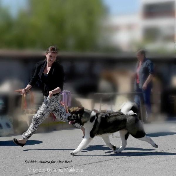 Seishido Araleza For Alter Real | Akita 