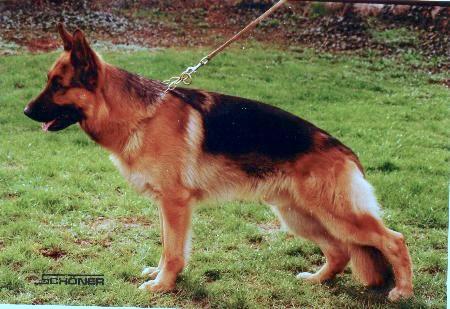 Nilo von Adeloga | German Shepherd Dog 