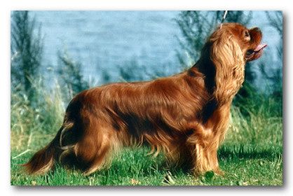 Pascavale Austin | Cavalier King Charles Spaniel 