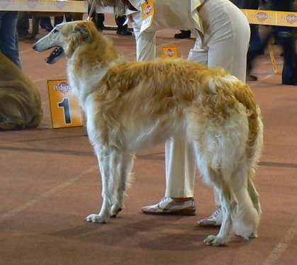 Excalibur Iz Kitez Grada | Borzoi 