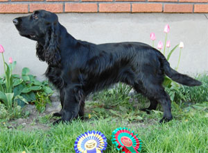 Törnskogens Tom Timmerman | Field Spaniel 