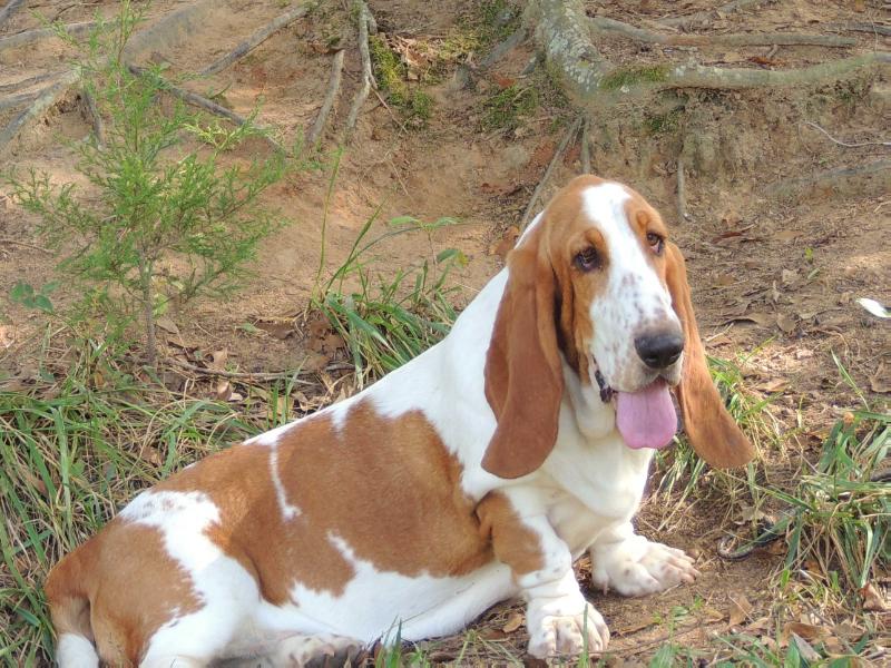 Janzen's Adelaide Merriweather | Basset Hound 