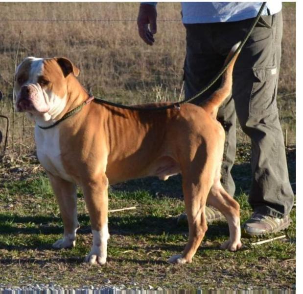 Dunns Armani at Spencer Farm | American Bulldog 