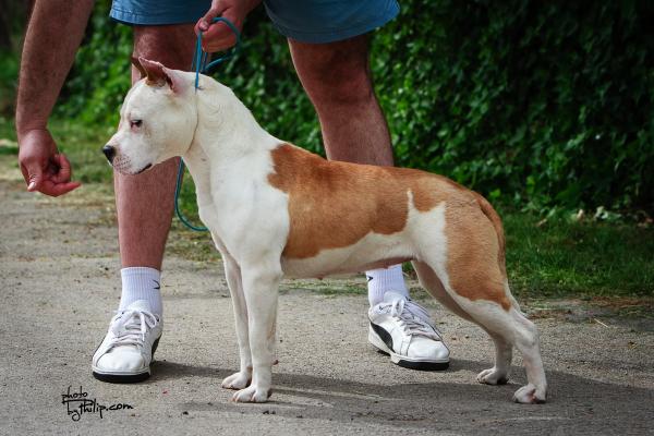 JC Ring Angels Kenny | American Staffordshire Terrier 
