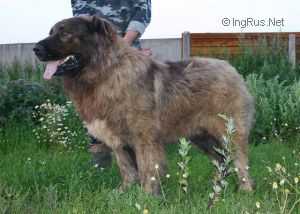 BAI IZ ALEKSANDROVOI SLOBODI | Caucasian Mountain Dog 