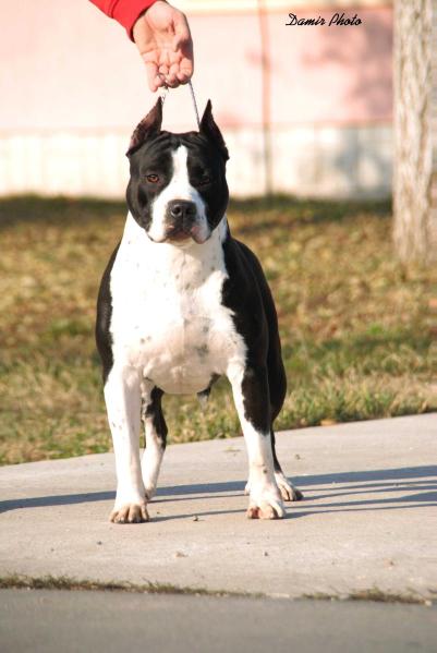 Evian of Skywalkeramstaff | American Staffordshire Terrier 