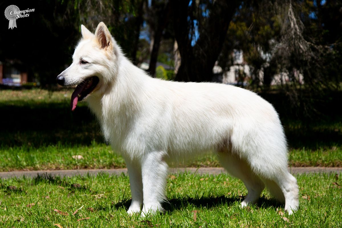 Saffioraire Dont Hate the Playa | White Swiss Shepherd Dog 