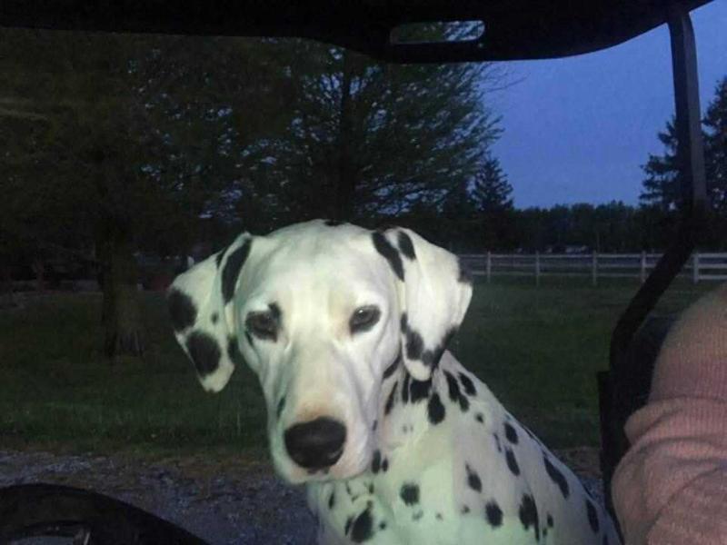 Miss Cauley-Stein | Dalmatian 