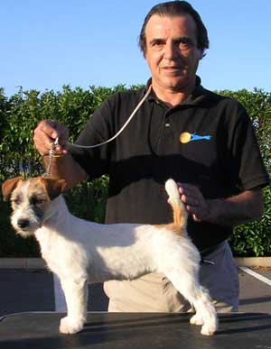 Zigrid doceislas de Alterrial | Jack Russell Terrier 