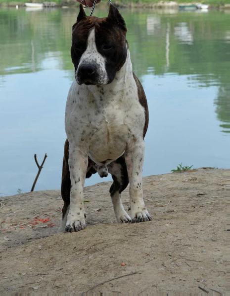 Popeye The Only One Of Fianna Team | American Staffordshire Terrier 