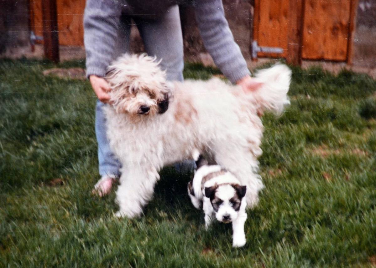 LEHLAM TANZY | Tibetan Terrier 