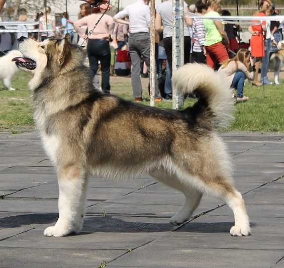 CARDINAL CRIMEAN KHAN | Alaskan Malamute 