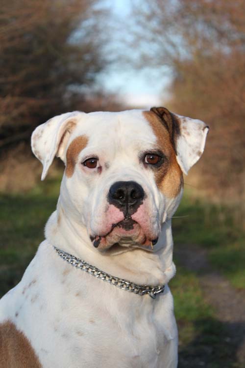 God Bless Aschera | American Bulldog 
