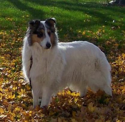 Magic's Perfect Pearl | Rough Collie 