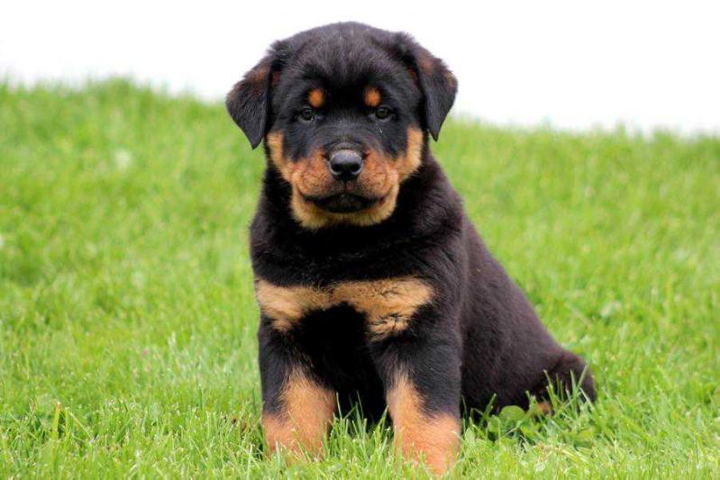 INGO VOM HAUSE EGYPTROOT | Rottweiler 