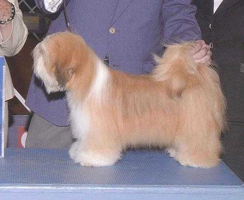 Red Fox's Angel with no Halo | Lhasa Apso 