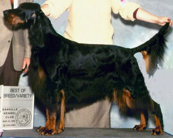 Tri-Sett Cee Cee Rider | Gordon Setter 