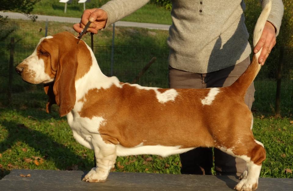 ESTROSA BIRIBO' | Basset Hound 