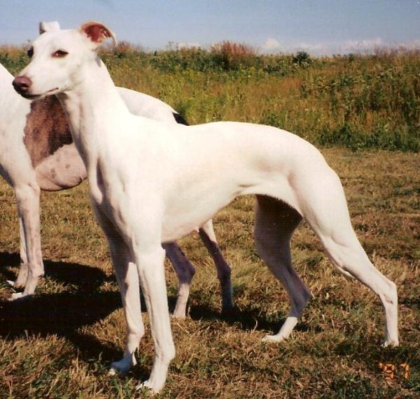 Bohem Like an Angel | Whippet 