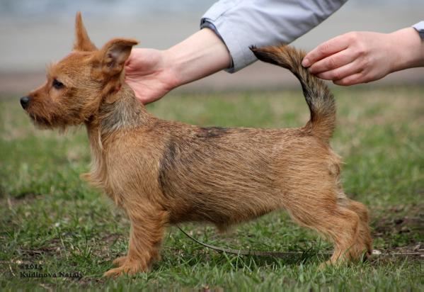 Janneta iz Zvezdnogo Grafstva | Australian Terrier 