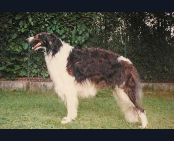 Casko von Troybhiko | Borzoi 