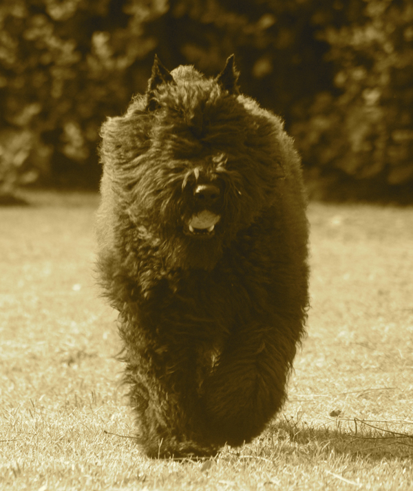 Wise choice listen to the music | Bouvier des Flandres 