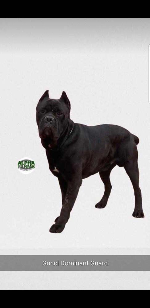 Gucci dominant guard | Cane Corso 